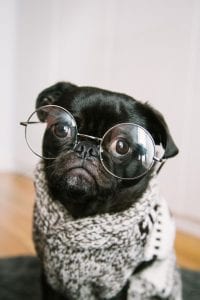Adult Black Pug in glasses